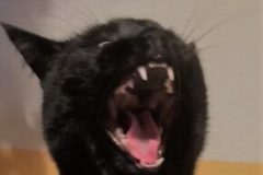 cropped-Pfoetchen1